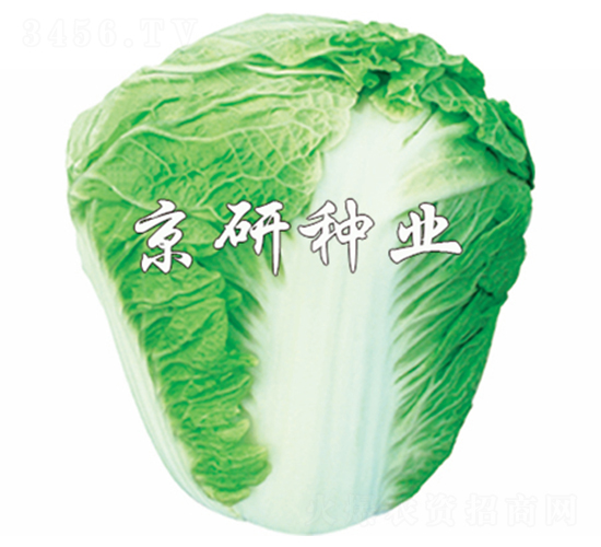 ����65̖(h��o)-�ײ˷N��-����