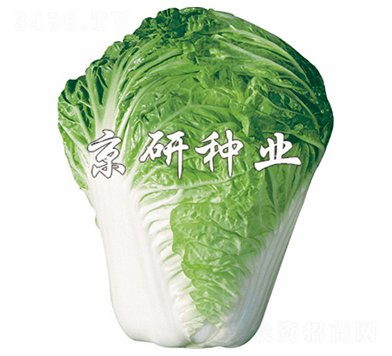 С�s61̖-�ײ˷N��-����