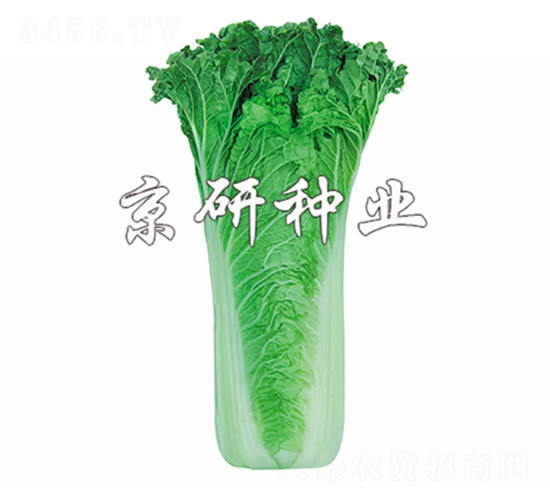 ����55̖-�ײ˷N��-����