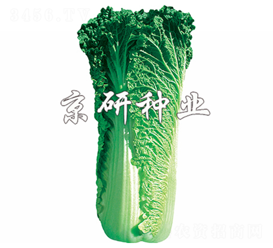 ����60̖(h��o)-�ײ˷N��-����