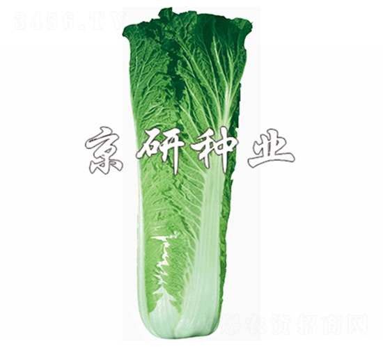 ����65̖-�ײ˷N��-����