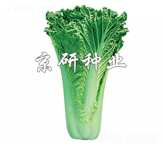 ����75̖-�ײ˷N��-����