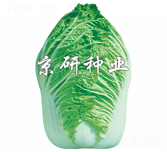 ������ţ��-�ײ˷N��-����