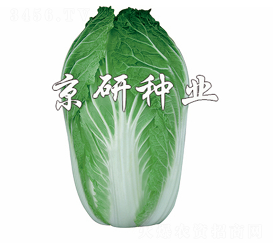 ����70-�ײ˷N��-����