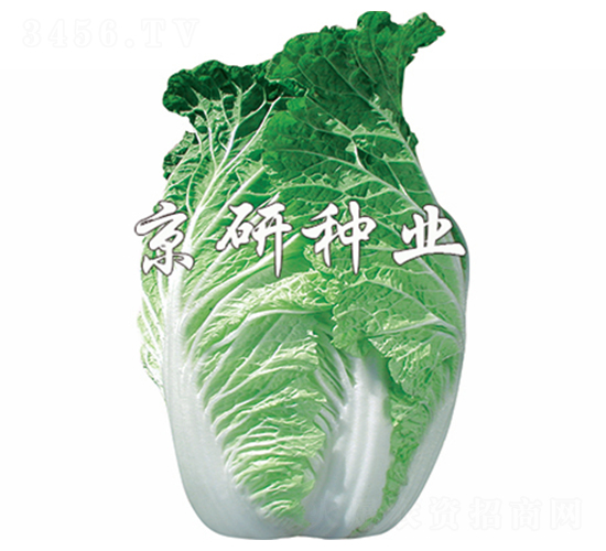 ����75̖(h��o)-�ײ˷N��-����