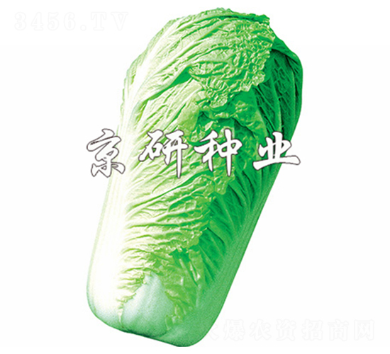 ������3̖(h��o)-�ײ˷N��-����