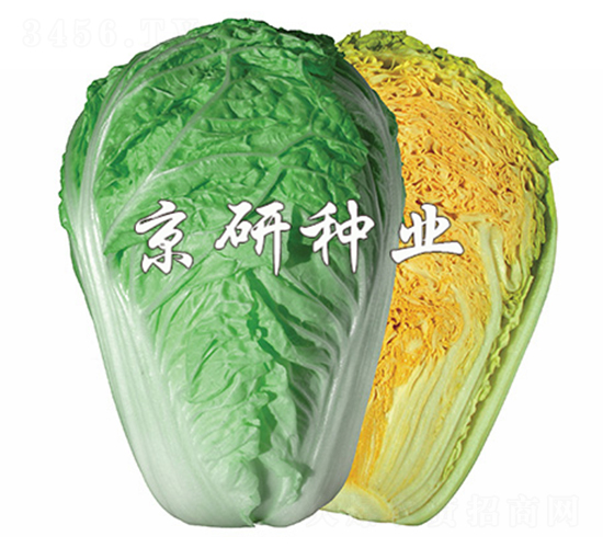 �����ۼt3̖(h��o)-�ײ˷N��-����