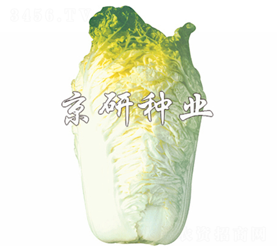 ����56̖(h��o)-�ײ˷N��-����