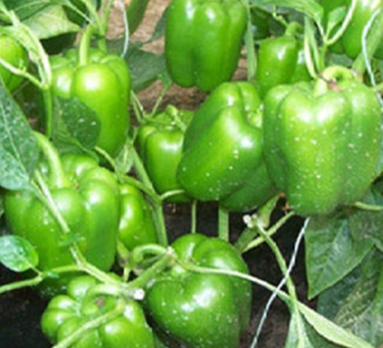 ����-�𽷷N��-���A�N�I(y��)