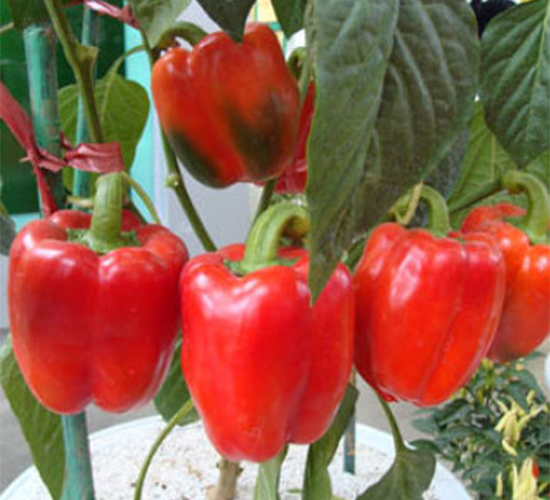 �����_����-�𽷷N��-���A�N�I(y��)