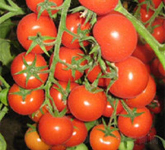 ���t�t����-���ѷN��-���A�N�I(y��)