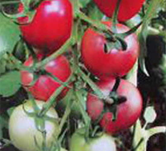 ���_��-���ѷN��-���A�N�I(y��)