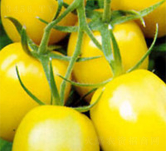 �����-���ѷN��-���A�N�I(y��)