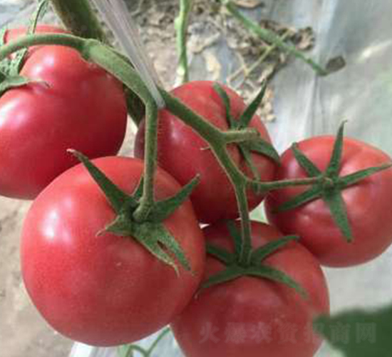 ������̖(h��o)F1-���ѷN��-���A�N�I(y��)