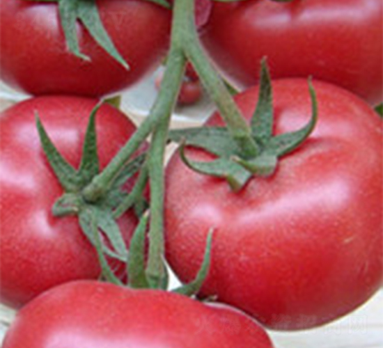 ����323-���ѷN��-���A�N�I(y��)