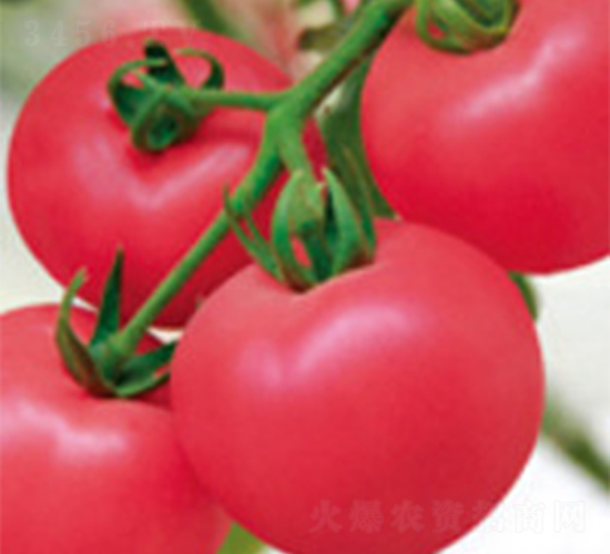 �P��-���ѷN��-���A�N�I(y��)