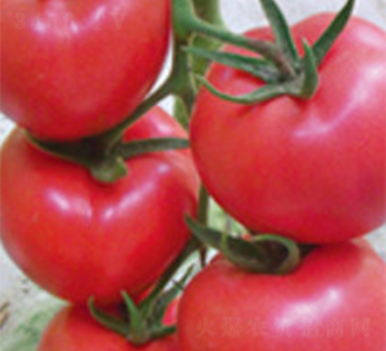 ������F1-���ѷN��-���A�N�I(y��)