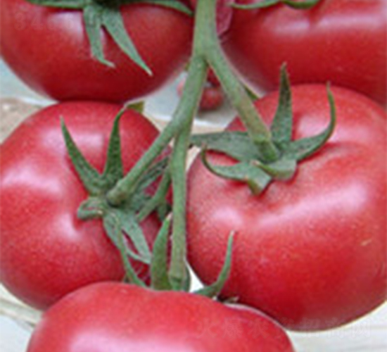 T6-���ѷN��-���A�N�I(y��)