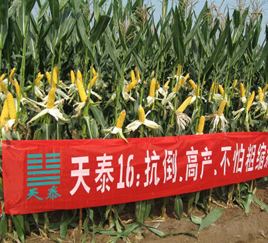 ��̩16̖-���׷N��-���r�l(f��)