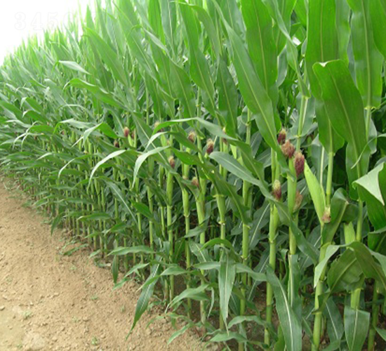 ��̩18̖-���׷N��-���r(n��ng)�l(f��)