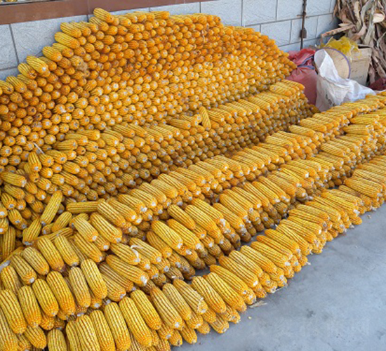 ��̩55̖-���׷N��-���r(n��ng)�l(f��)