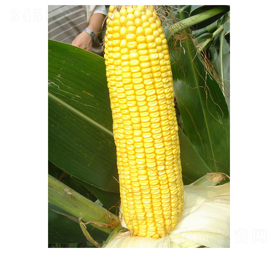 ����18-���׷N��-���r(n��ng)�l(f��)