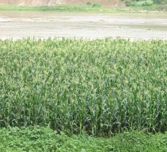 �A��5̖-���׷N��-���r(n��ng)�l(f��)