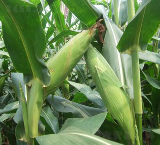 �h��999-���׷N��-���r�l(f��)