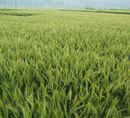 ����55-С���N��-���r(n��ng)�l(f��)