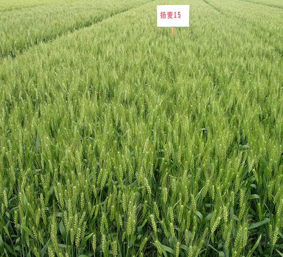 �P(y��ng)��15̖(h��o)-С���N��-���r(n��ng)�l(f��)