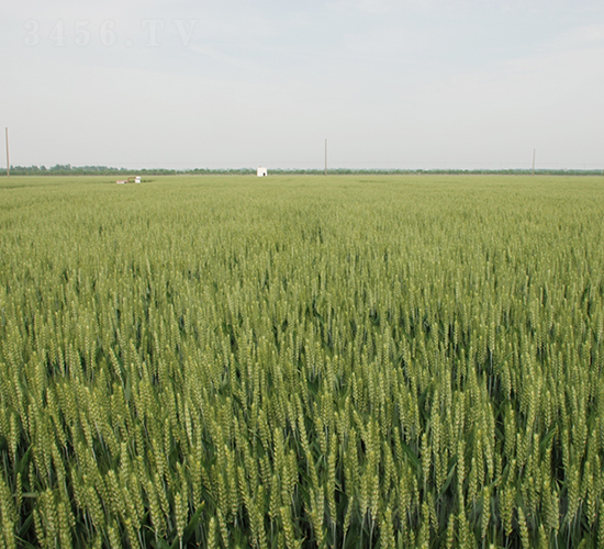 ����2̖-С���N��-���r(n��ng)�l(f��)