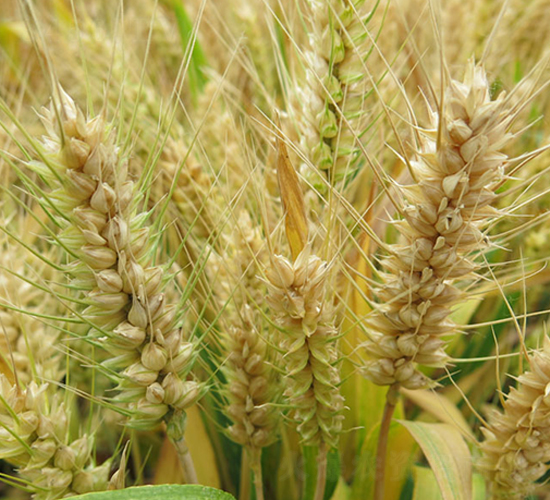 ����875-С���N��-���r(n��ng)�l(f��)