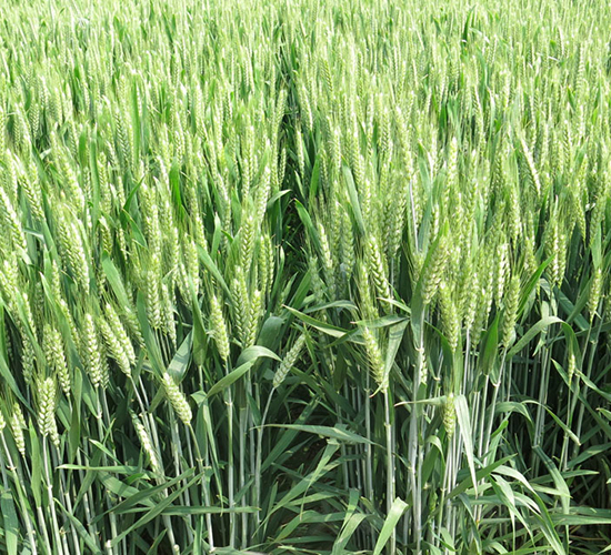 ����98-С���N��-���r(n��ng)�l(f��)