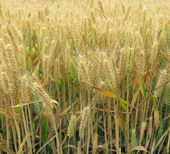 ����170-С���N��-���r�l(f��)