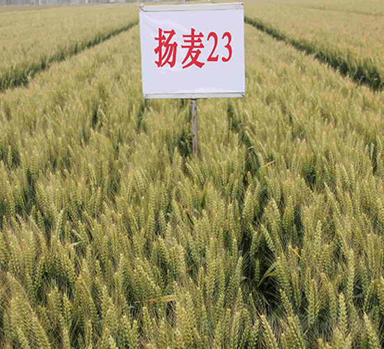 �P(y��ng)��23-С���N��-���r(n��ng)�l(f��)