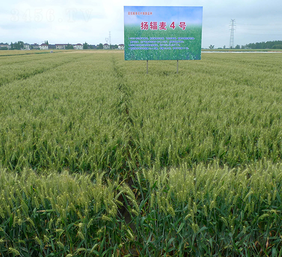 �Pݗ��4̖-С���N��-���r(n��ng)�l(f��)