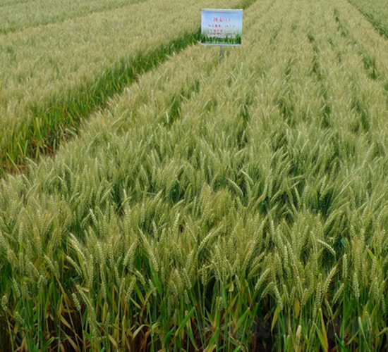 �P��13-С���N��-���r(n��ng)�l(f��)