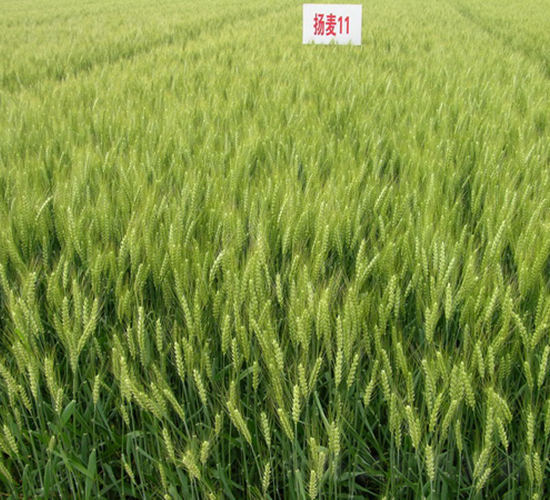 �P��11̖-С���N��-���r(n��ng)�l(f��)