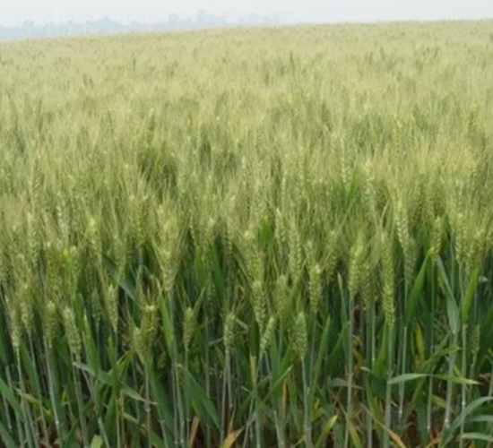 �庵8̖(h��o)-С���N��-���r(n��ng)�l(f��)