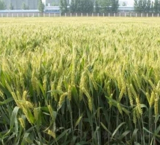 ����28-С���N��-���r(n��ng)�l(f��)