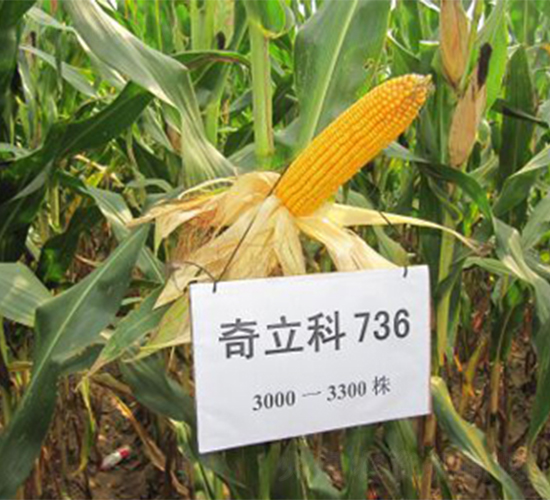 ������736-���׷N��-�r(n��ng)��N�I(y��)