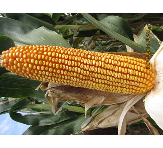 �r(n��ng)��336-���׷N��-�r(n��ng)��N�I(y��)