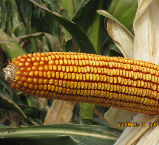 �r(n��ng)��5-���׷N��-�r(n��ng)��N�I(y��)