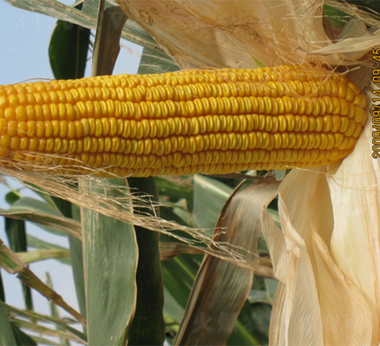 �r(n��ng)��4-���׷N��-�r(n��ng)��N�I(y��)