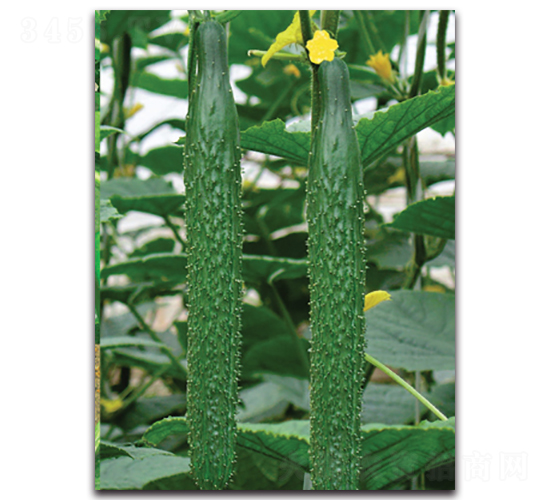 ��ʢ-�S�ϷN��-����˹