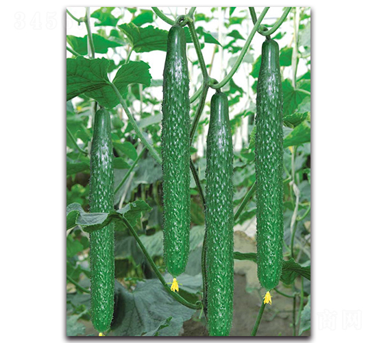 �����̖-�S�ϷN��-����˹