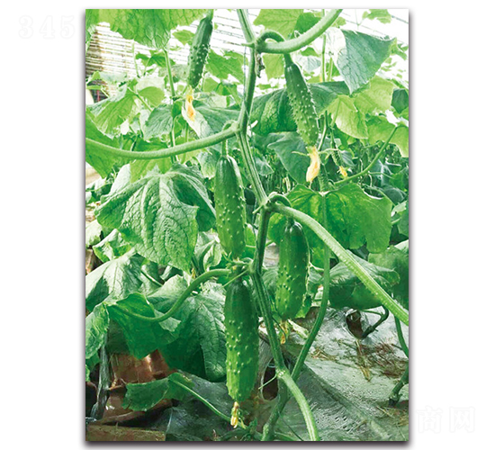 �@�Sһ̖(h��o)-�S�ϷN��-����˹