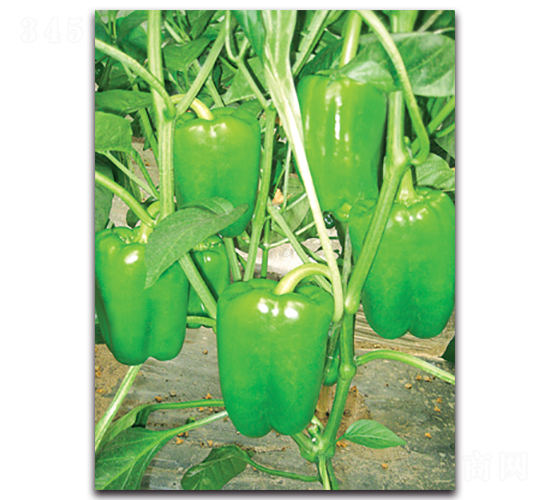 ����-�𽷷N��-����˹