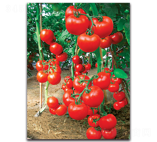 ؐ����-���ѷN��-����˹