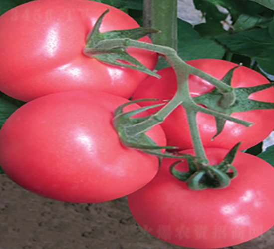 �����ȷ���-���ѷN��-����˹